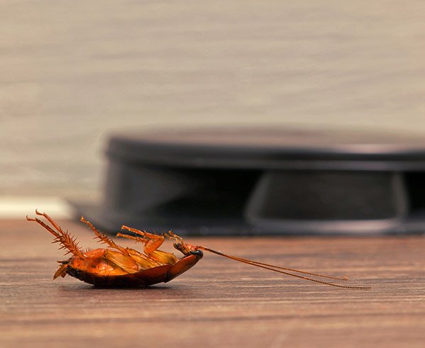 Solutions contre les fourmis & cafards