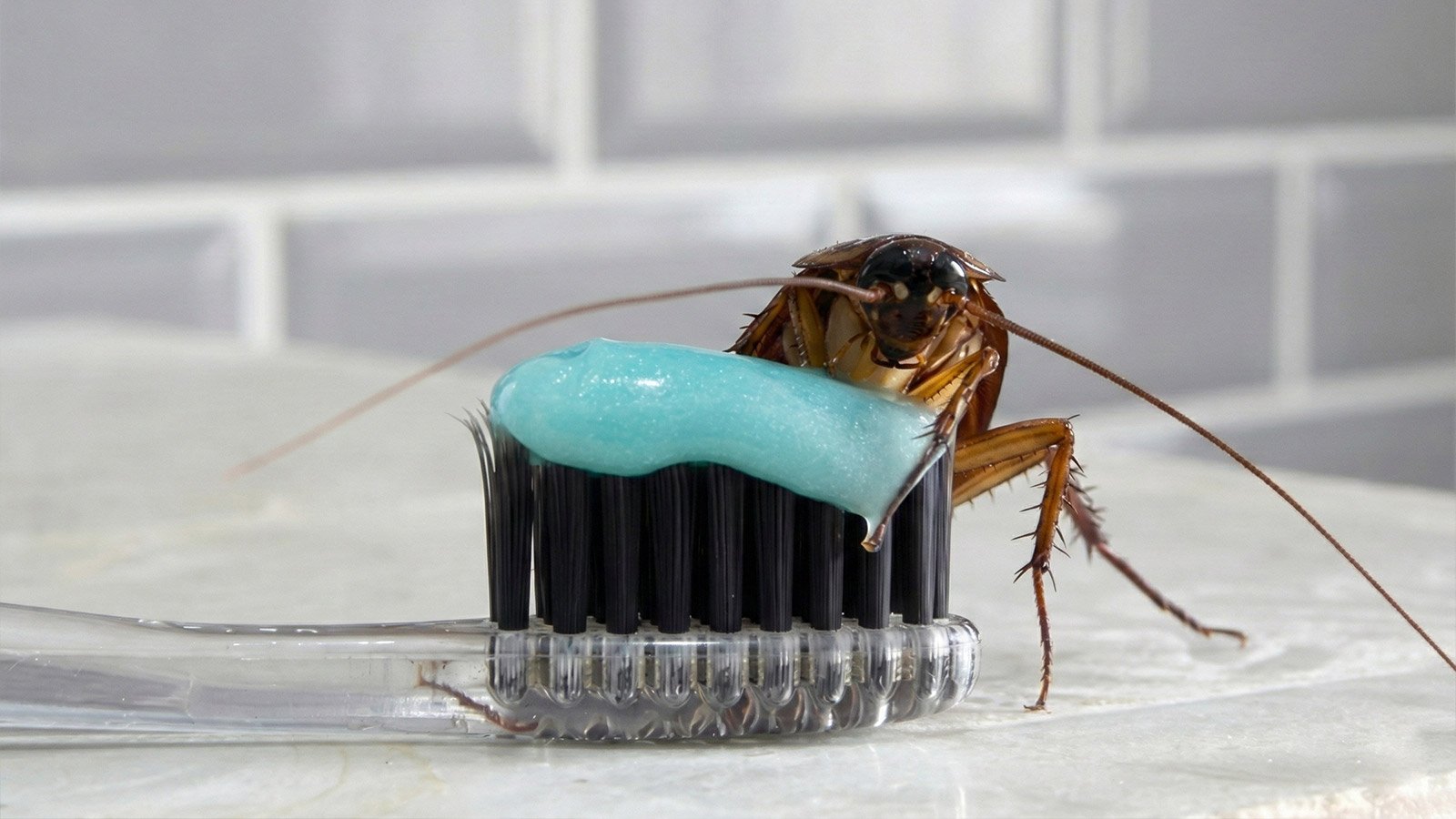 Traitements Anti Cafards Professionnels Dakar - Terribilis