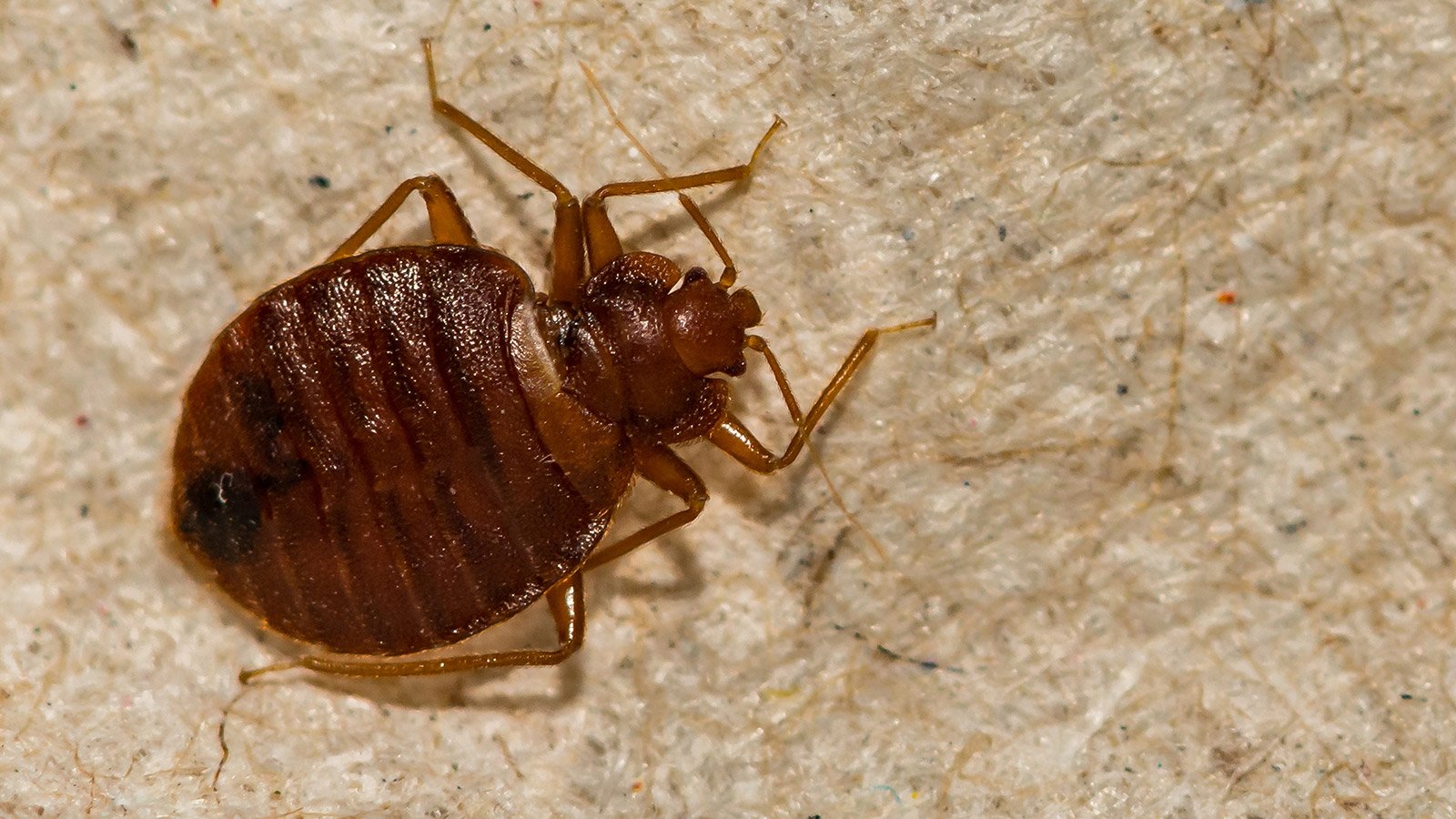 traitements anti punaises de lit - Terribilis - Dakar Sénégal