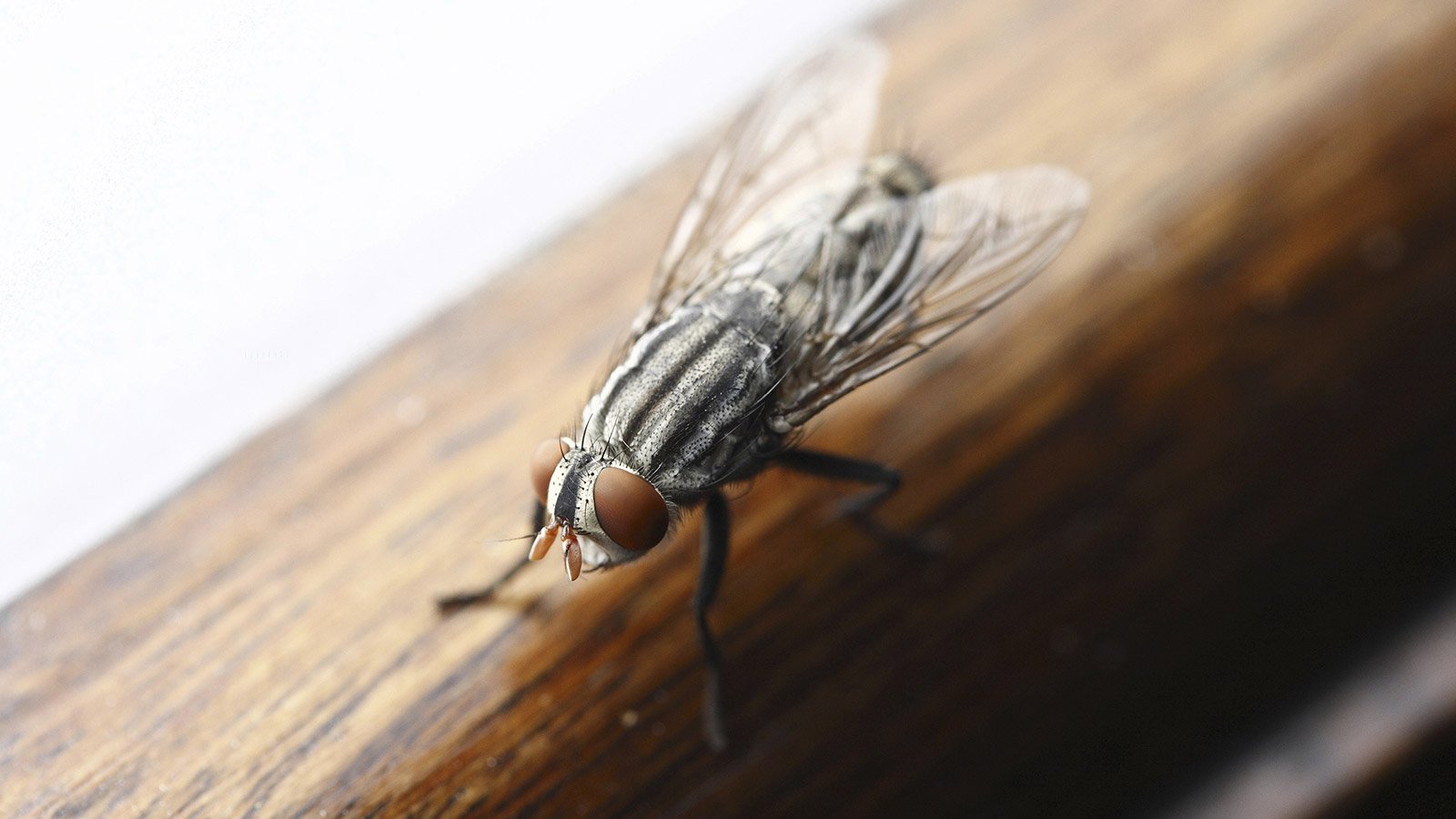 Traitement Anti Mouches Professionnel Dakar - Terribilis