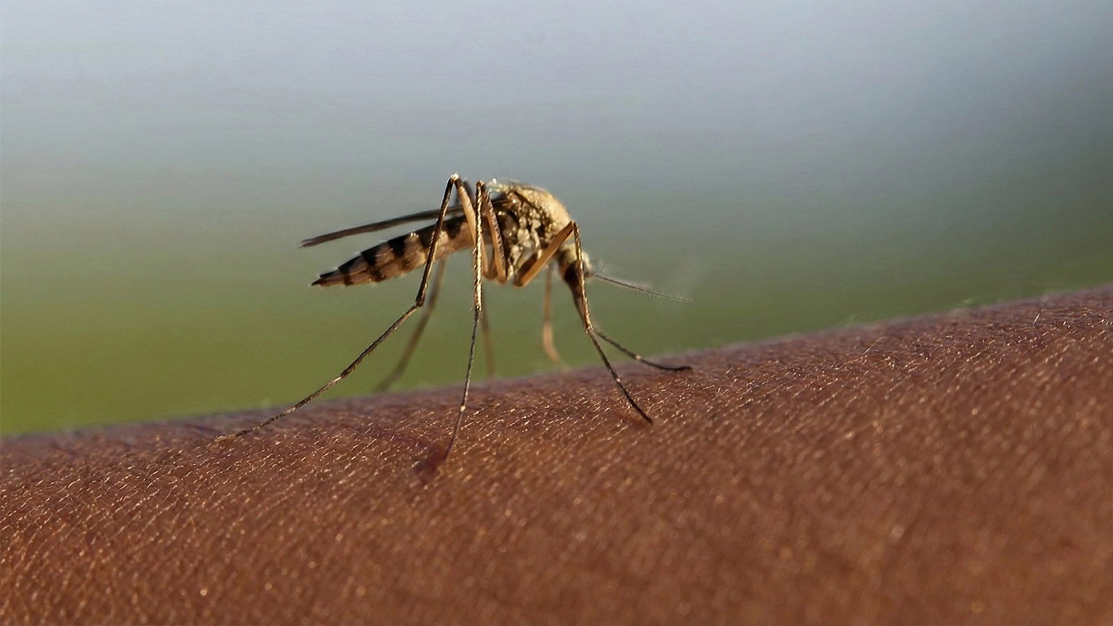 TRAITEMENT ANTI-MOUSTIQUES EFFICACE DAKAR Senegal