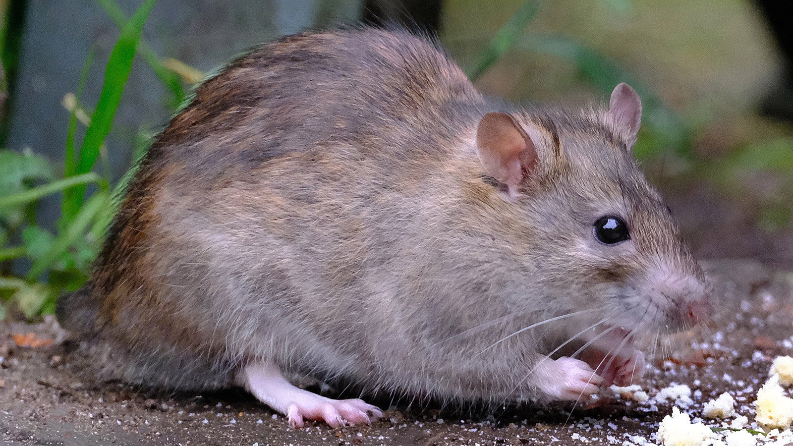 traitements anti rats - Terribilis - Dakar Sénégal