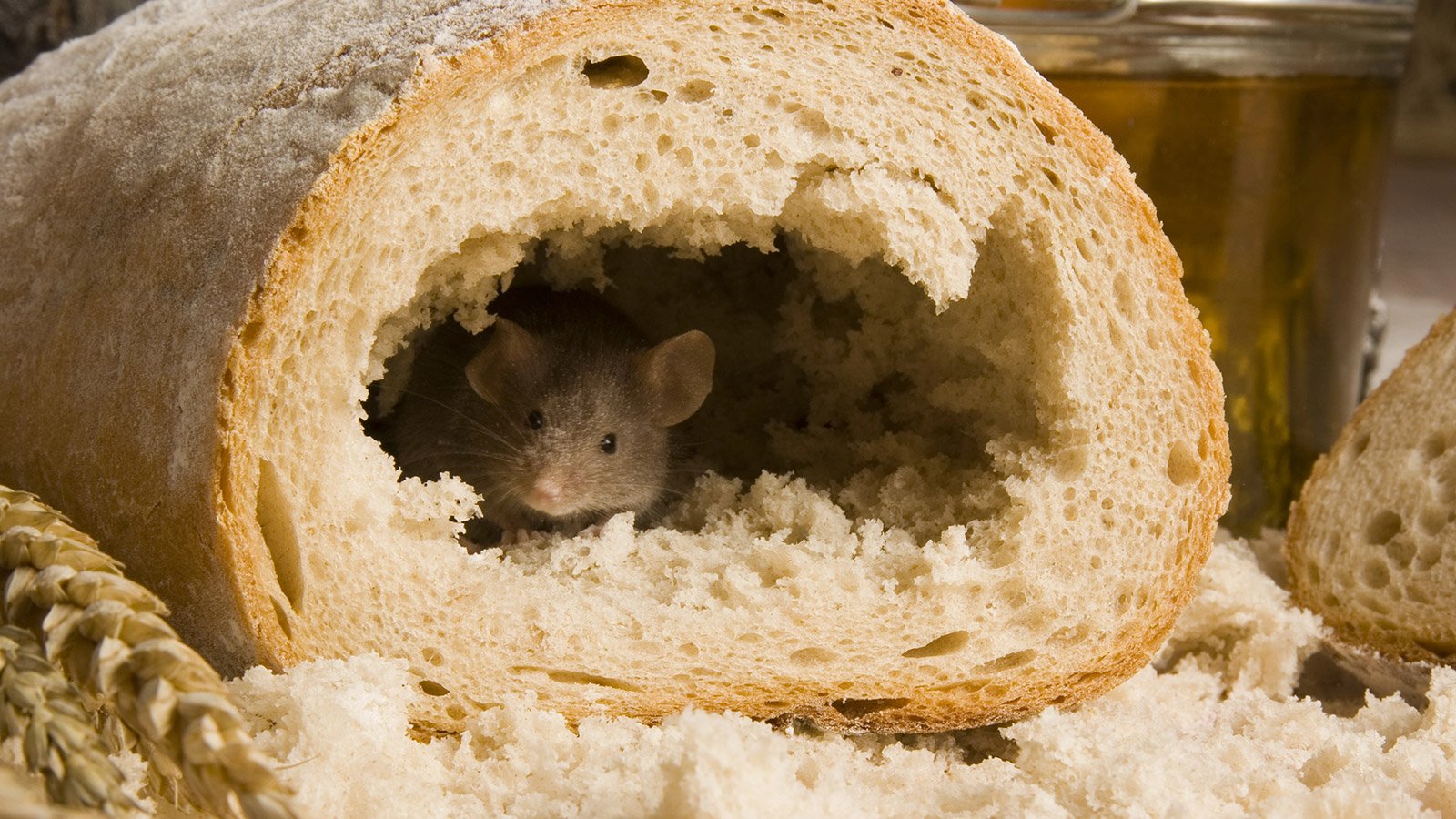 traitements anti souris - Terribilis - Dakar Sénégal